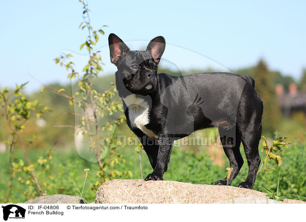 French Bulldog / IF-04806