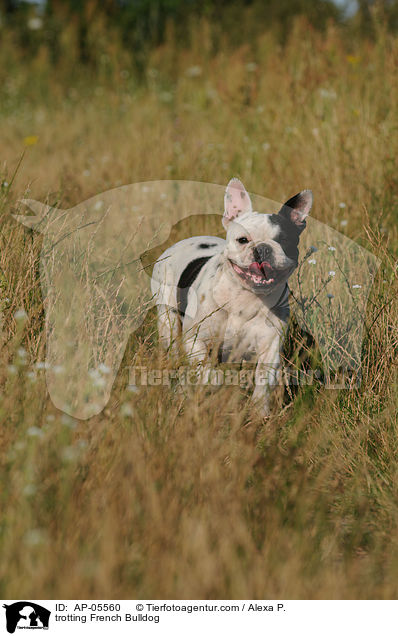 trotting French Bulldog / AP-05560
