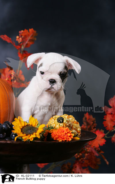 Franzsische Bulldogge Welpe / French Bulldog puppy / KL-02111