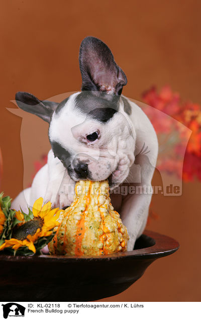 Franzsische Bulldogge Welpe / French Bulldog puppy / KL-02118