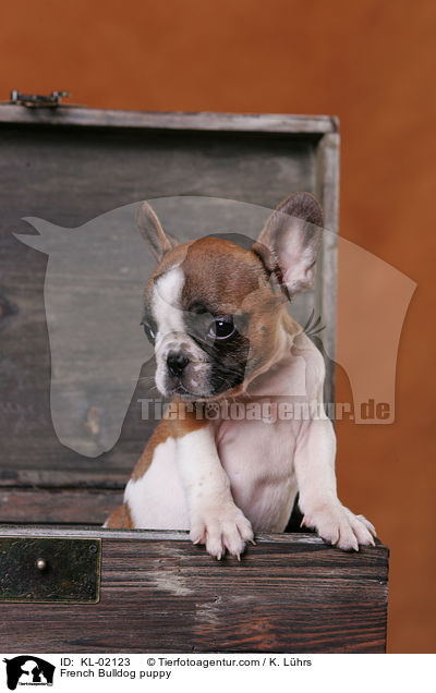 French Bulldog puppy / KL-02123