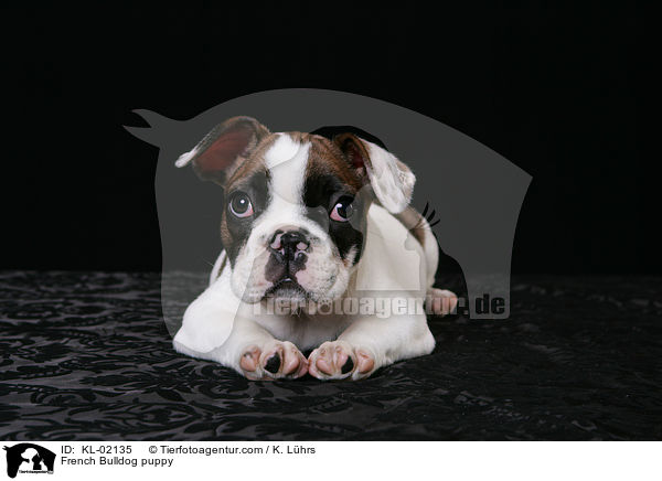 French Bulldog puppy / KL-02135