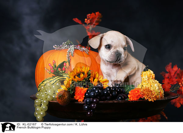 Franzsische Bulldogge Welpe / French Bulldogm Puppy / KL-02167