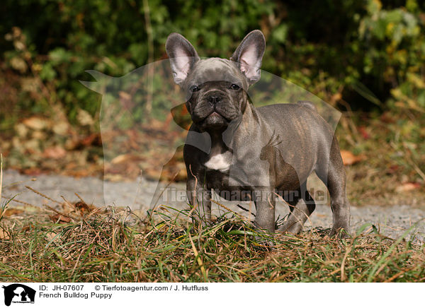 Franzsische Bulldogge Welpe / French Bulldog Puppy / JH-07607