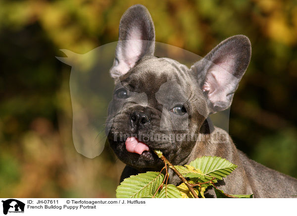 Franzsische Bulldogge Welpe Portrait / French Bulldog Puppy Portrait / JH-07611