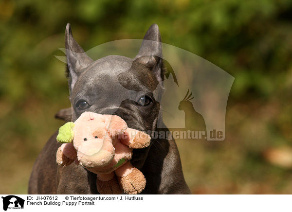 Franzsische Bulldogge Welpe Portrait / French Bulldog Puppy Portrait / JH-07612