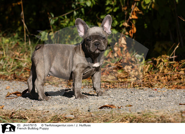 Franzsische Bulldogge Welpe / French Bulldog Puppy / JH-07615