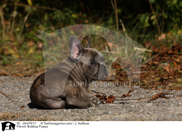 Franzsische Bulldogge Welpe / French Bulldog Puppy / JH-07617