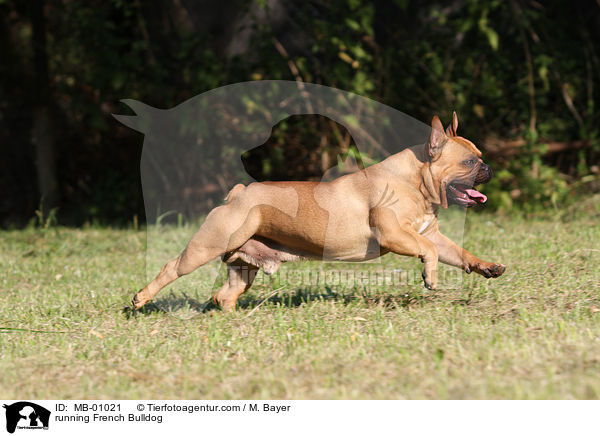 running French Bulldog / MB-01021