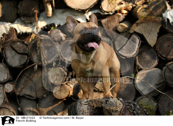 Franzsische Bulldogge / French Bulldog / MB-01022
