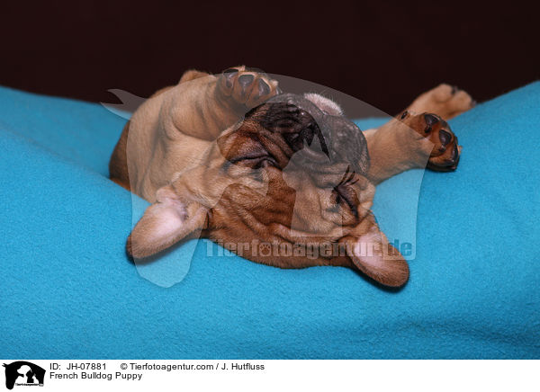 French Bulldog Puppy / JH-07881