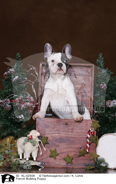 Franzsische Bulldogge Welpe / French Bulldog Puppy / KL-02508