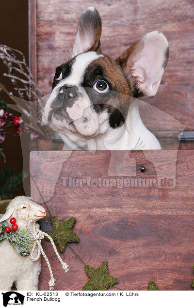 French Bulldog / KL-02513