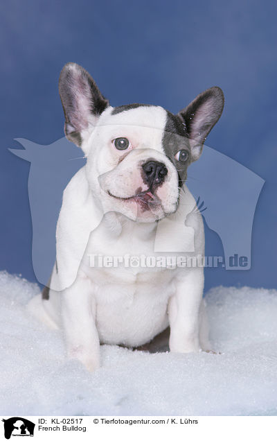 Franzsische Bulldogge / French Bulldog / KL-02517