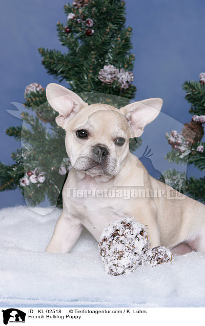 Franzsische Bulldogge Welpe / French Bulldog Puppy / KL-02518