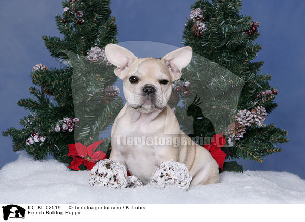 Franzsische Bulldogge Welpe / French Bulldog Puppy / KL-02519