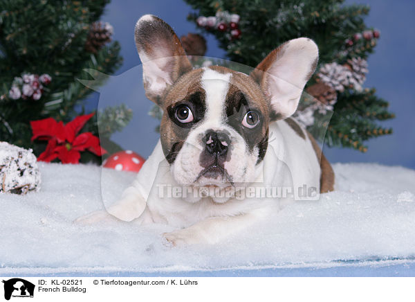 Franzsische Bulldogge / French Bulldog / KL-02521