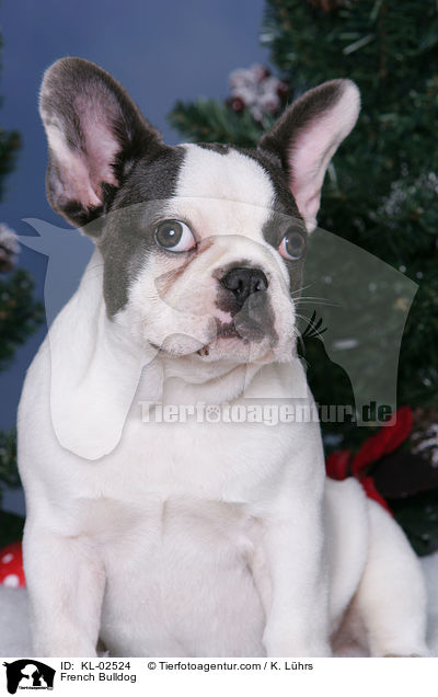 Franzsische Bulldogge / French Bulldog / KL-02524