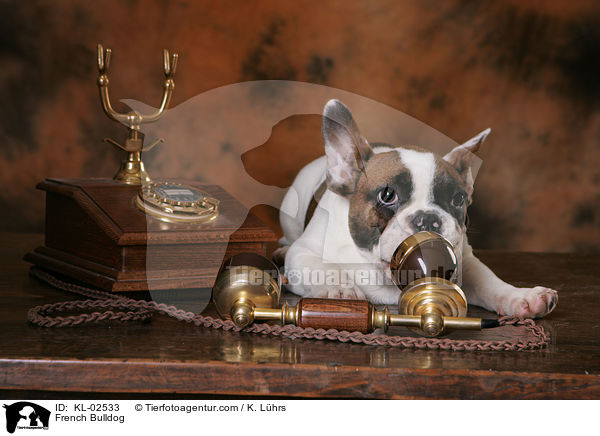 Franzsische Bulldogge / French Bulldog / KL-02533