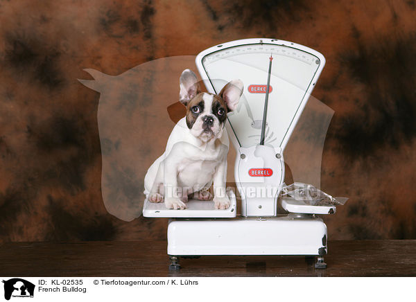Franzsische Bulldogge / French Bulldog / KL-02535