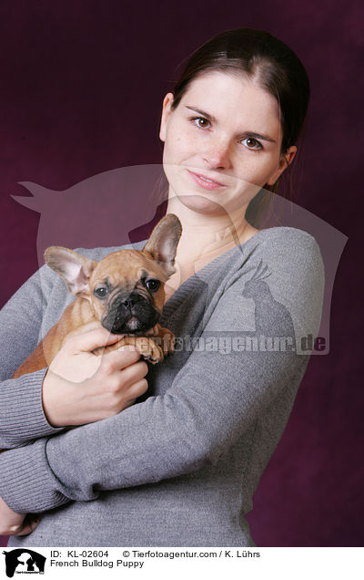 French Bulldog Puppy / KL-02604