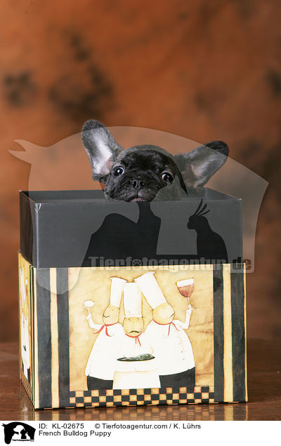 Franzsische Bulldogge Welpe / French Bulldog Puppy / KL-02675