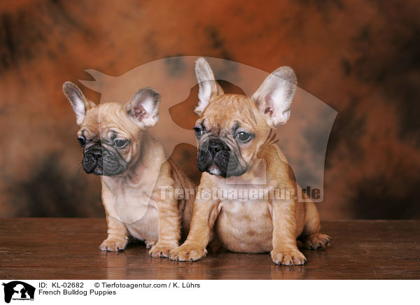 Franzsische Bulldoggen Welpen / French Bulldog Puppies / KL-02682