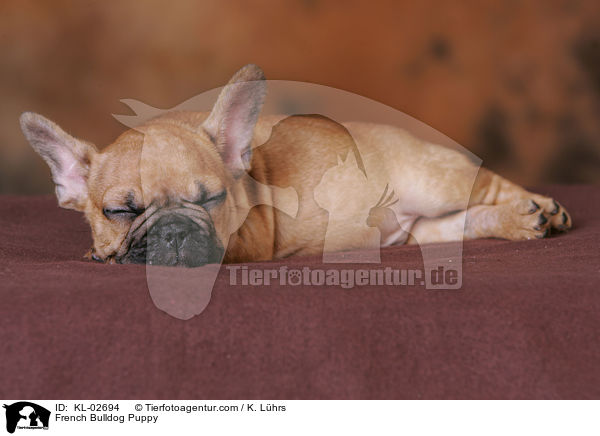 Franzsische Bulldogge Welpe / French Bulldog Puppy / KL-02694