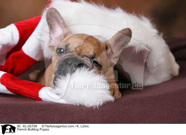 Franzsische Bulldogge Welpe / French Bulldog Puppy / KL-02706