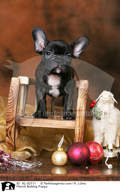 Franzsische Bulldogge Welpe / French Bulldog Puppy / KL-02711