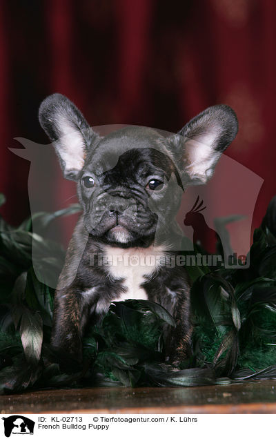 French Bulldog Puppy / KL-02713