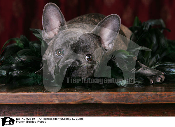 Franzsische Bulldogge Welpe / French Bulldog Puppy / KL-02719