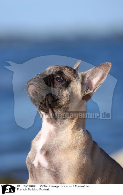 Franzsische Bulldogge Portrait / French Bulldog Portrait / IF-05099