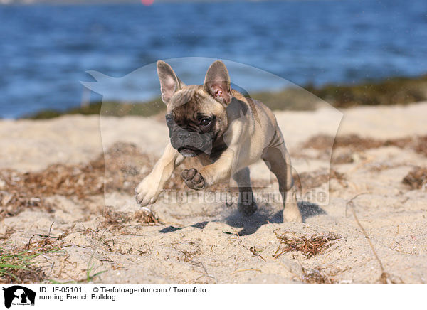rennende Franzsische Bulldogge / running French Bulldog / IF-05101