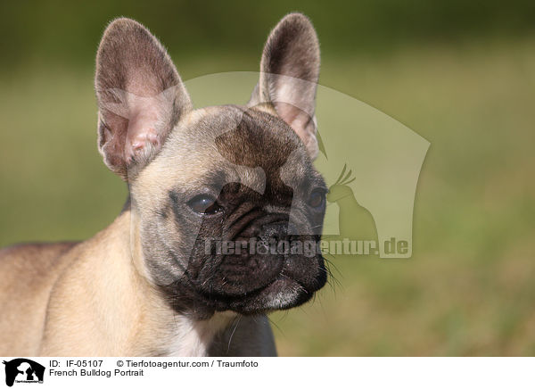 Franzsische Bulldogge Portrait / French Bulldog Portrait / IF-05107