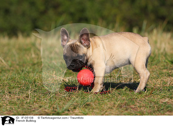 Franzsische Bulldogge / French Bulldog / IF-05108