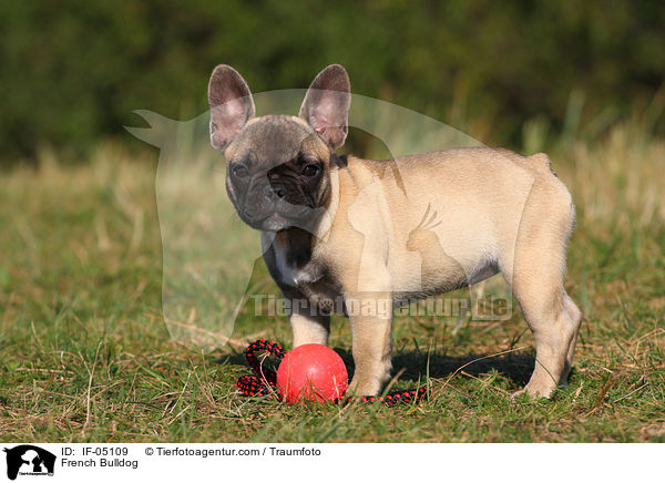 Franzsische Bulldogge / French Bulldog / IF-05109
