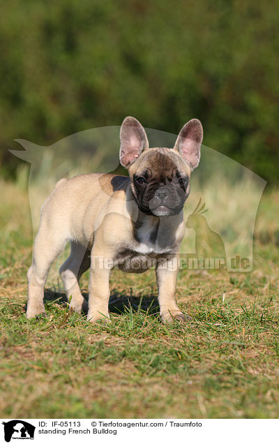 stehende Franzsische Bulldogge / standing French Bulldog / IF-05113