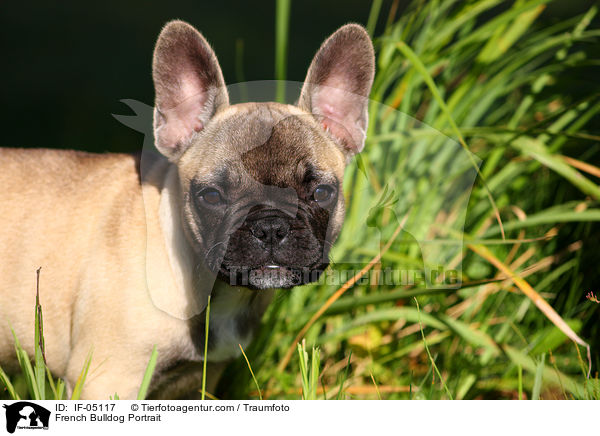 Franzsische Bulldogge Portrait / French Bulldog Portrait / IF-05117