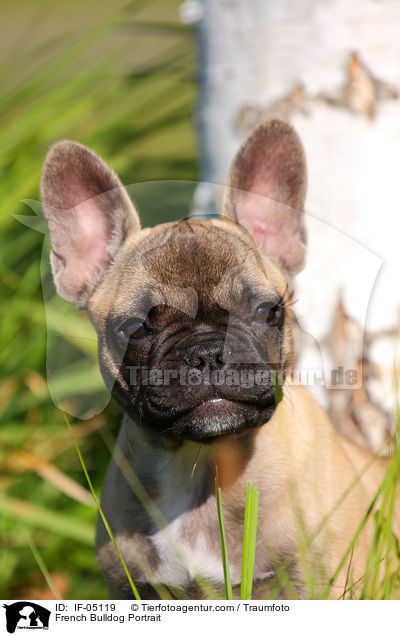 Franzsische Bulldogge Portrait / French Bulldog Portrait / IF-05119
