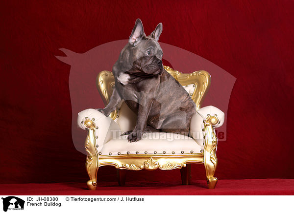 Franzsische Bulldogge / French Bulldog / JH-08380