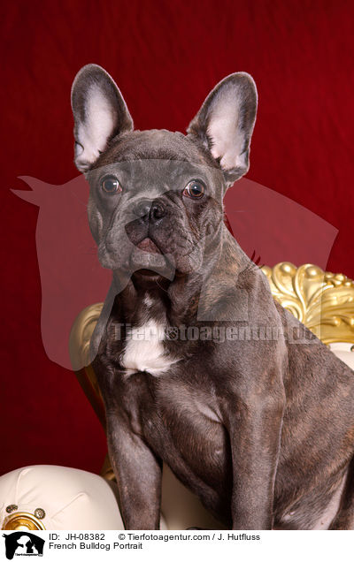 Franzsische Bulldogge Portrait / French Bulldog Portrait / JH-08382