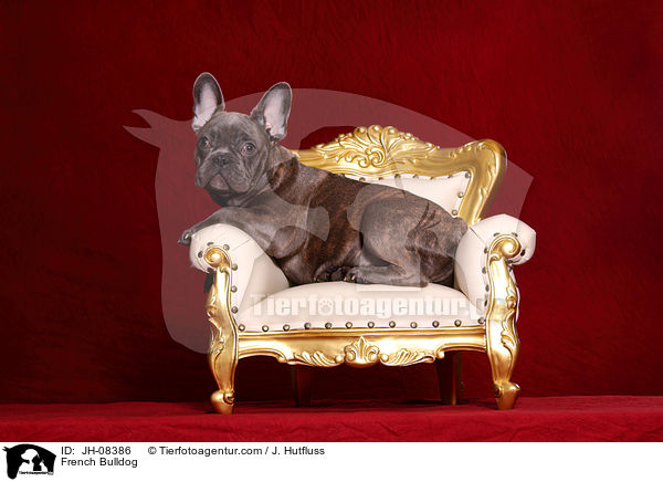 Franzsische Bulldogge / French Bulldog / JH-08386