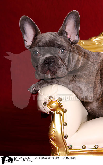 Franzsische Bulldogge / French Bulldog / JH-08387