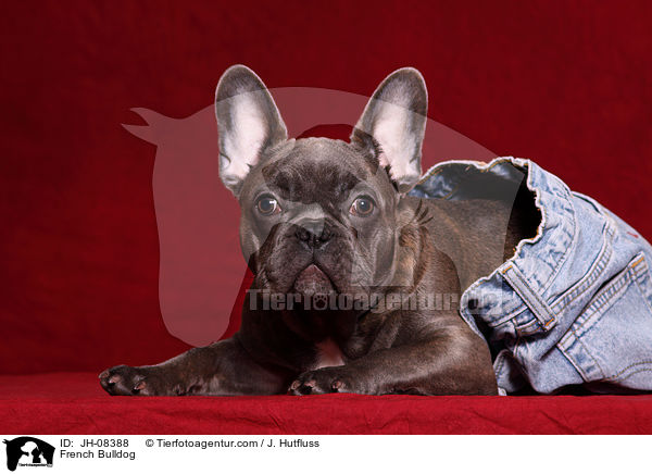 Franzsische Bulldogge / French Bulldog / JH-08388