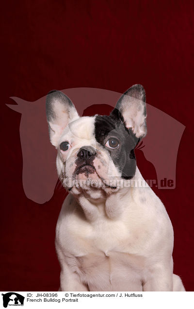 Franzsische Bulldogge Portrait / French Bulldog Portrait / JH-08396