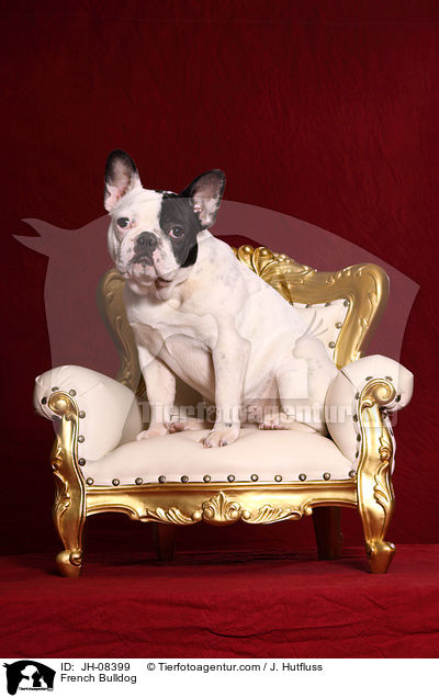 Franzsische Bulldogge / French Bulldog / JH-08399