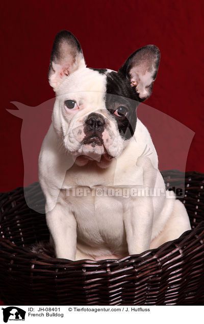 Franzsische Bulldogge / French Bulldog / JH-08401