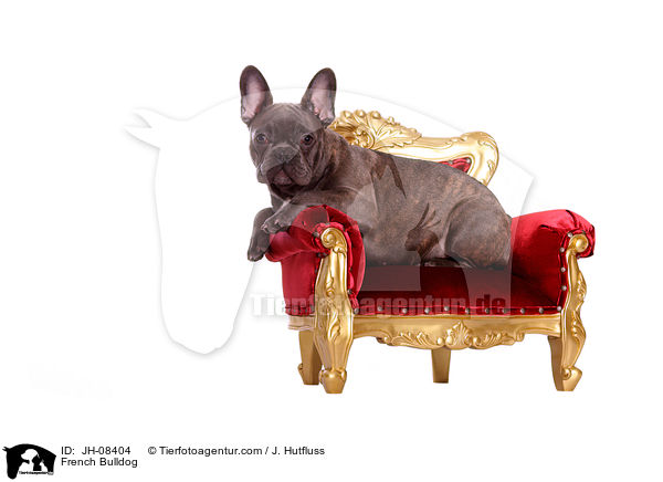 Franzsische Bulldogge / French Bulldog / JH-08404