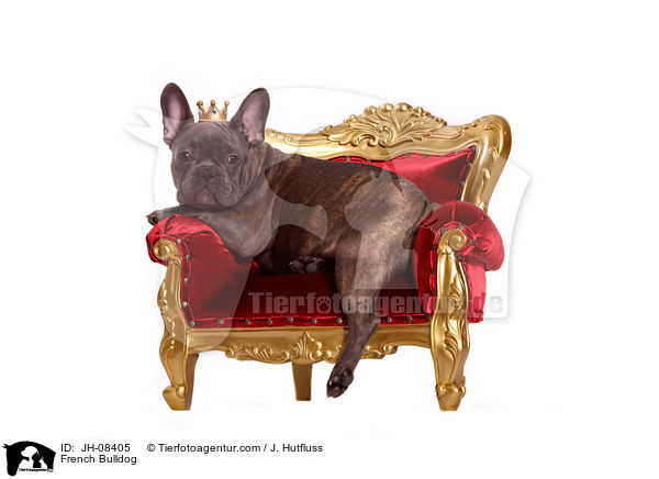 Franzsische Bulldogge / JH-08405